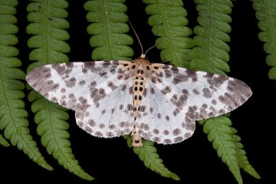 雙胡麻斑星尺蛾 Percnia luridaria nominoneura 雄蟲