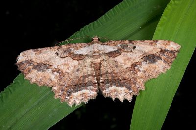 茶褐弭尺蛾 Menophra anaplagiata 雌蟲