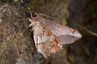 雙黑斑帶尾尺蛾 Chiasmia monticolaria notia 雄蟲