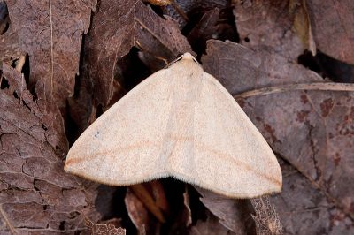 澄線尺蛾 Parabapta unifasciata 雌蟲
