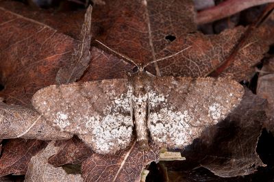 碎白鋸線尺蛾 Abaciscus tristis tristis 雄蟲