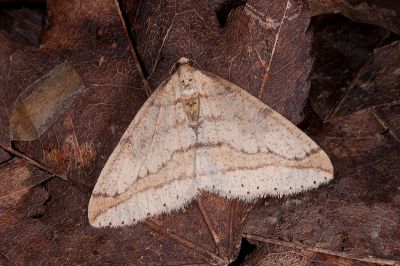 黃褐類扉尺蛾 Phigaliohybernia fulvinfula 雄蟲