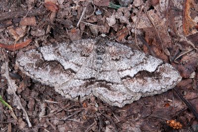 大雄帥尺蛾 Rikiosatoa fucataria 雌蟲
