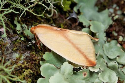 斜澄線尺蛾 Parabapta obliqua 雌蟲