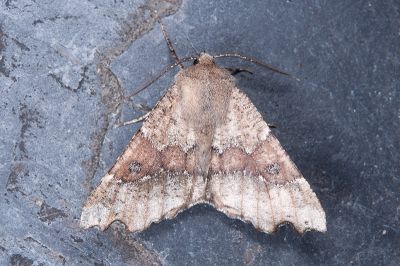 彎緣銀心尺蛾 Odontopera insulata insulata 雄蟲