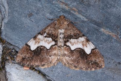 白峰霜尺蛾 Alcis tayulina