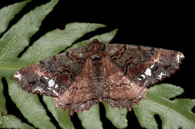 波刻尺蛾 Cryptochorina polychroia 雌蟲