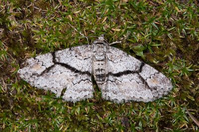 黃頂黑腰尺蛾 Cleora leucophaea taiwanensis 雌蟲