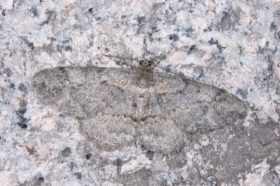 霜尺蛾 Alcis plebeia