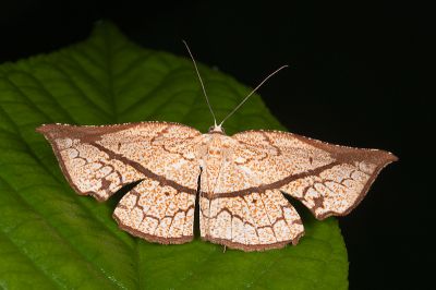格紋角尺蛾 Schistophyle falcifera 雌蟲