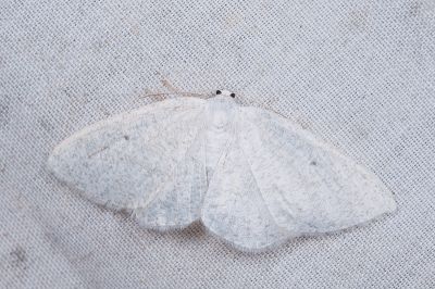 白卡尺蛾 Cabera niveopicta 雌蟲