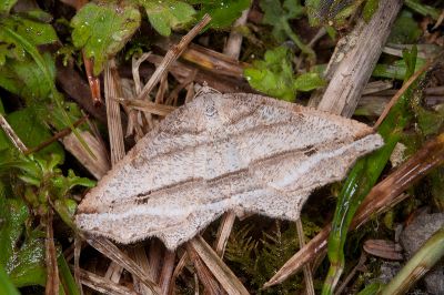 Oxymacaria deformis 雌蟲