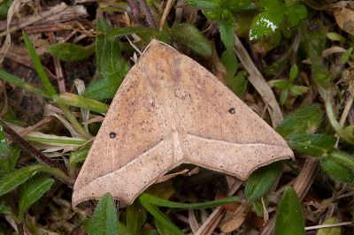 單角銀心尺蛾 Odontopera albiguttulata 雄蟲