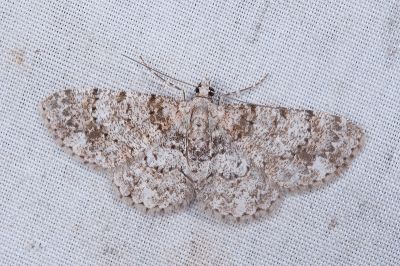 雙線歪紋小尺蛾 Aethalura duplicata 雌蟲