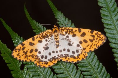 大斑豹紋尺蛾 Epobeidia tigrata maxima 雌蟲