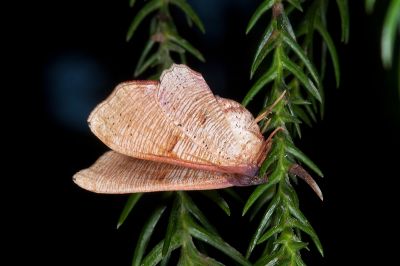 皺紋黃尺蛾 Plagodis reticulata 雌蟲