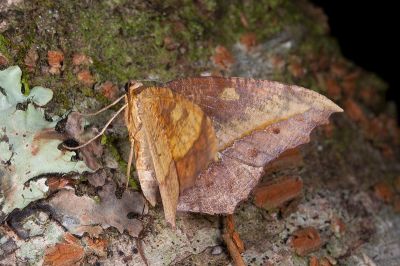 褐鋸緣尺蛾 Leptomiza calcearia calcearia 雌蟲