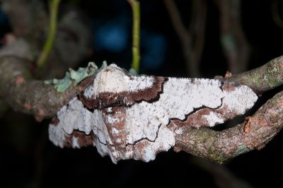 雙雲突峰尺蛾 Biston regalis comitata 雄蟲