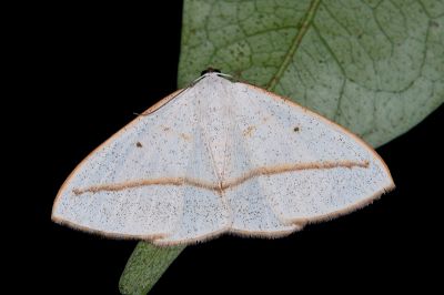 黃帶素尺蛾 Lomographa inamata 雄蟲