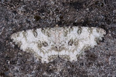 白四星尺蛾 Ophthalmitis albosignaria viridans 雌蟲