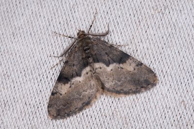 淡紋霜尺蛾 Alcis postlurida