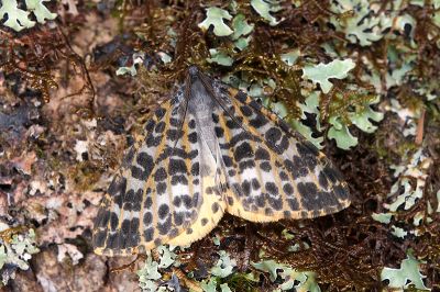 臺灣星尺蛾 Arichanna ochrivena 雄蟲