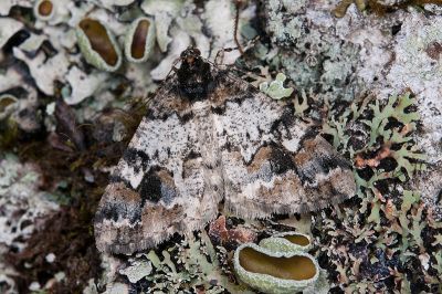 雙峰霜尺蛾 Alcis hyberniata 雌蟲