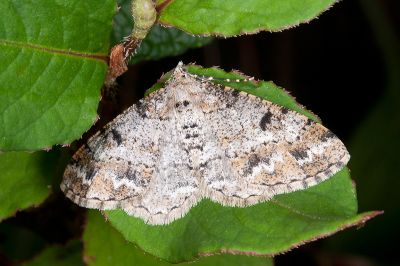 小霜尺蛾 Alcis nubeculosa