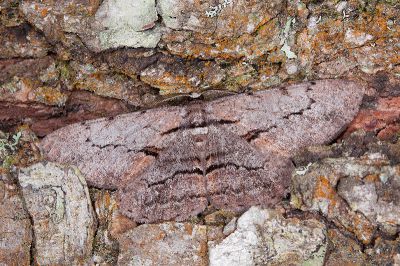 斜紋褐尺蛾 Hypomecis obliquisigna 雄蟲