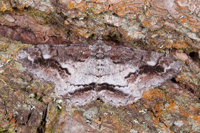 大雄帥尺蛾 Rikiosatoa fucataria 雄蟲