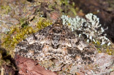 暗黃斑霜尺蛾 Alcis taiwanovariegata