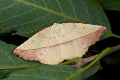 鋸褐緣黃尺蛾 Auaxa cesadaria 雌蟲