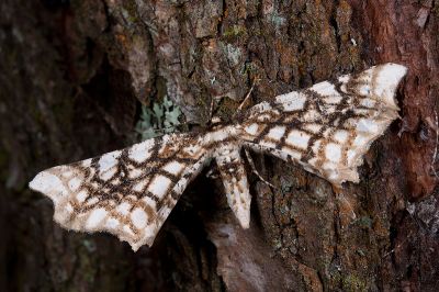 白斑尺蛾 Proteostrenia eumimeta 雌蟲