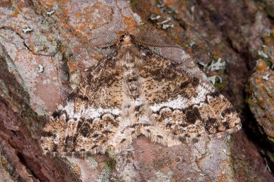 黑斑微黃尺蛾 Deileptenia rimosaria 雄蟲