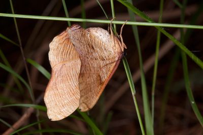 皺紋黃尺蛾 Plagodis reticulata 雌蟲