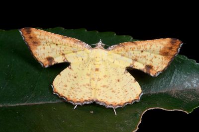 白點圓窗尺蛾 Corymica arnearia 雌蟲