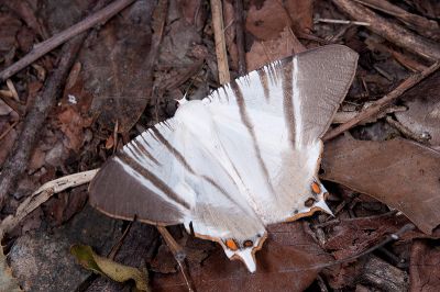 臺灣黑緣尾尺蛾 Ourapteryx taiwana 雄蟲