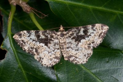 緣波刮紋尺蛾 Monocerotesa conjuncta 雄蟲