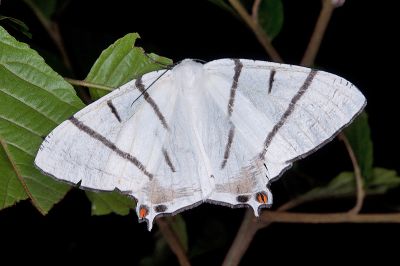 黑帶尾尺蛾 Ourapteryx nigrociliaris magnifica 雄蟲
