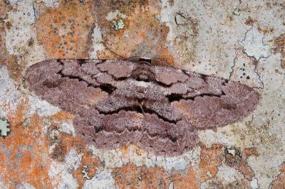 斜紋褐尺蛾 Hypomecis obliquisigna 雄蟲