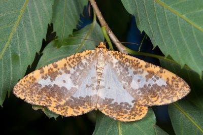 撒旦豹紋尺蛾 Epobeidia lucifera extranigricans 雌蟲