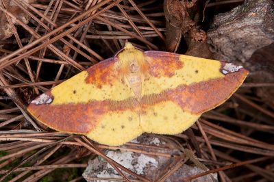 頂斑黃普尺蛾 Pseudomiza aurata 雄蟲