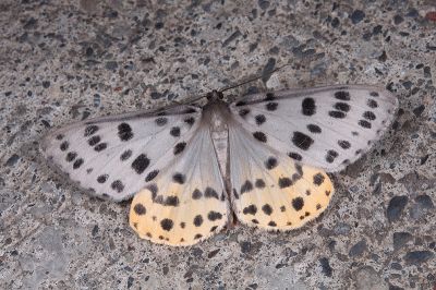 灰星尺蛾 Arichanna postflava 雄蟲