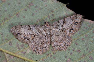 深山碎紋擬霜尺蛾 Psilalcis menoides 雌蟲