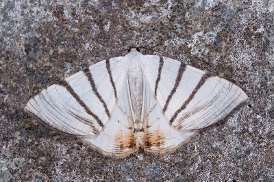 澄尾斜帶尺蛾 Myrteta angelica 雄蟲