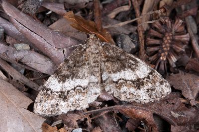 黑斑微黃尺蛾 Deileptenia rimosaria 雌蟲
