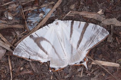 臺灣黑緣尾尺蛾 Ourapteryx taiwana 雌蟲