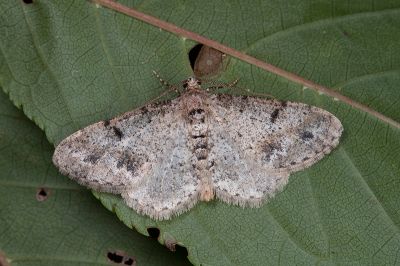 小霜尺蛾 Alcis nubeculosa 雄蟲