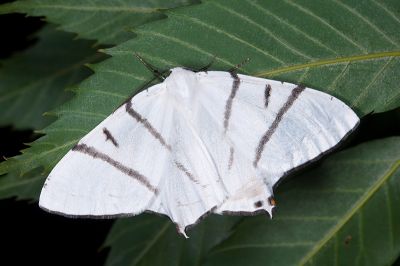 黑帶尾尺蛾 Ourapteryx nigrociliaris magnifica 雄蟲