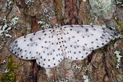 大胡麻斑星尺蛾 Antipercnia cordiforma 雌蟲